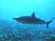 Requin Wall Decal