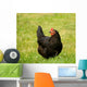hen Wall Mural