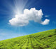 Tea Plantation Wall Decal