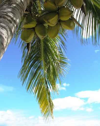 Blue Coconut Wall Decal