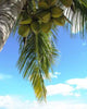 Blue Coconut Wall Decal