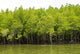 Mangrove Forest Wall Decal