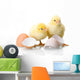 Newborn Chickens with Eggs Wall Decal