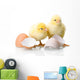 Newborn Chickens with Eggs Wall Decal