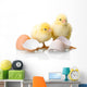 Newborn Chickens with Eggs Wall Decal