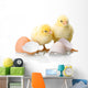 Newborn Chickens with Eggs Wall Decal