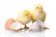 Newborn Chickens with Eggs Wall Decal