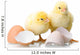 Newborn Chickens with Eggs Wall Decal