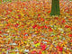 Autumn Leaves Wall Mural