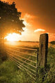 Dusk Fields Wall Decal