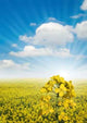 Canola Fields Wall Decal