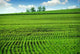 Green Farm Field Wall Decal