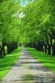 Green Tree Lane Wall Decal