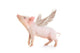 Flying Pig Wall Decal