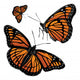 Monarch Butterfly Wall Decal