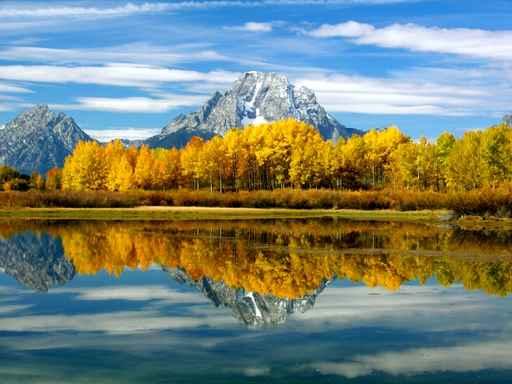 Yellow Aspens X 2 Wall Decal