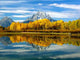 Yellow Aspens X 2 Wall Decal