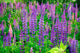 Lupin Foxglove Flowers Wall Decal