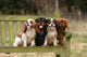 Four Cavalier King Charles Wall Decal