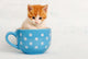 Cute Kitty Wall Decal