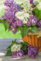Colorful Lilac Flowers Basket Wall Decal