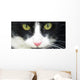 Eye Cat Wall Decal