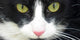 Eye Cat Wall Decal