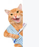 Brushing teeth cat. 