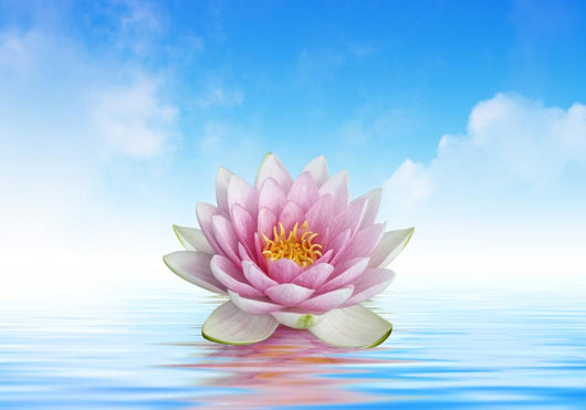 Lotus Flower and Reflections Wall Decal
