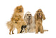 Group Dog Wall Decal