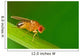 Male Fruit Fly Drosophila Wall Decal