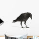 Young Carrion Crow Wall Decal