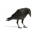 Young Carrion Crow Wall Decal