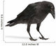Young Carrion Crow Wall Decal
