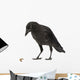 Young Carrion Crow Corvus Wall Decal