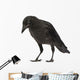 Young Carrion Crow Corvus Wall Decal