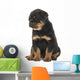 Cute Sitting Rottweiler Puppy Wall Decal