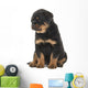 Cute Sitting Rottweiler Puppy Wall Decal