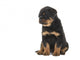 Cute Sitting Rottweiler Puppy Wall Decal