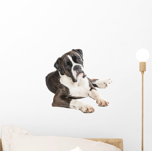 Cute Boxer Dog Lying Wall Decal