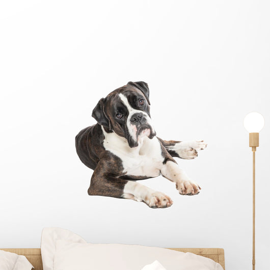 Cute Boxer Dog Lying Wall Decal