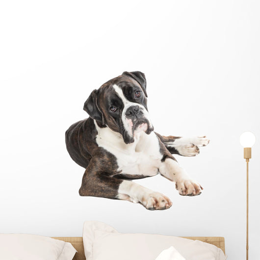 Cute Boxer Dog Lying Wall Decal