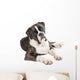 Cute Boxer Dog Lying Wall Decal