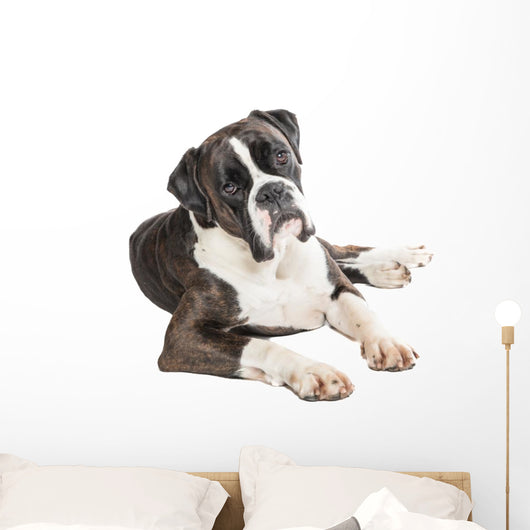 Cute Boxer Dog Lying Wall Decal
