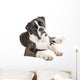Cute Boxer Dog Lying Wall Decal