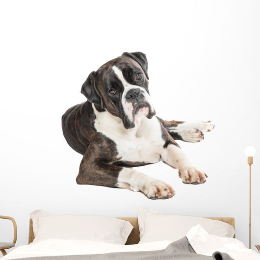 Cute Boxer Dog Lying Wall Decal