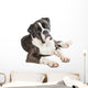 Cute Boxer Dog Lying Wall Decal