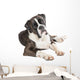 Cute Boxer Dog Lying Wall Decal