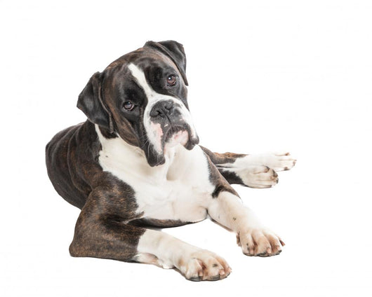 Cute Boxer Dog Lying Wall Decal