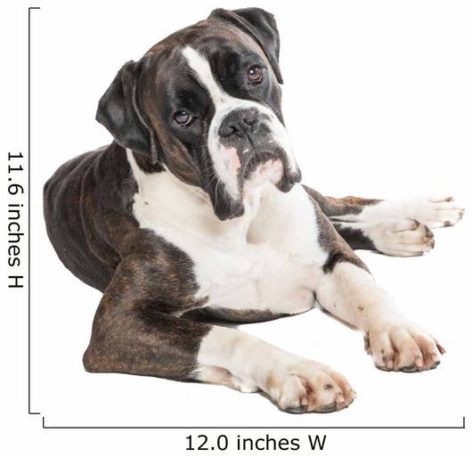 Cute Boxer Dog Lying Wall Decal